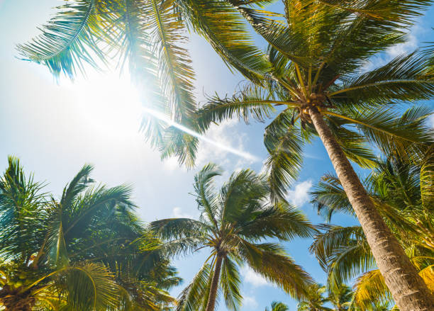 istock Palm trees under a shining sun in Guadeloupe 1149028944