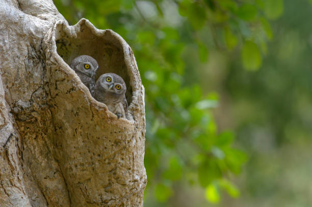istock Lovely bird, Spotted Owlet in a tree hollow 1149029703