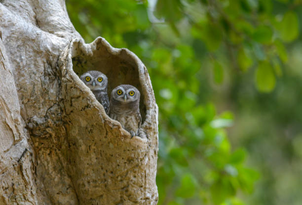 Lovely bird, Spotted Owlet in a tree hollow
