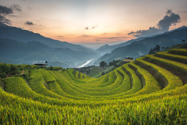pirinç terası mu can chai, vietnam bölgesindeki dağlar - kamboçya stok fotoğraflar ve resimler