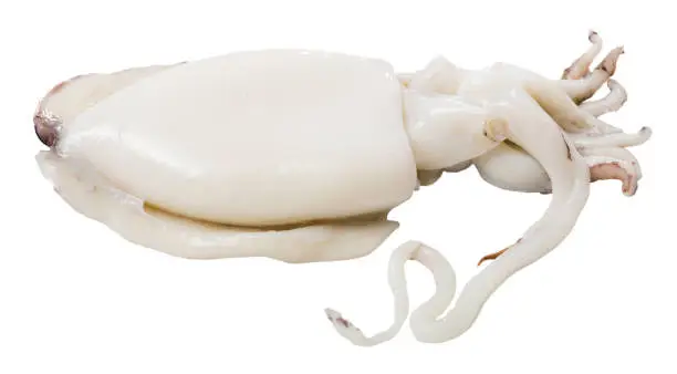 Image of raw sepia isolated on white background, close up
