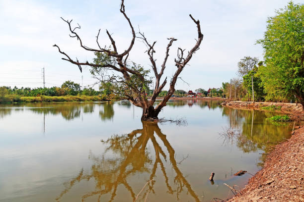 istock dead tree in the lake with reflection on blue sky natural background 1149031269