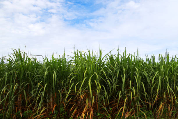 istock Sugarcane field on the blue sky background, Agriculture farm 1149031302