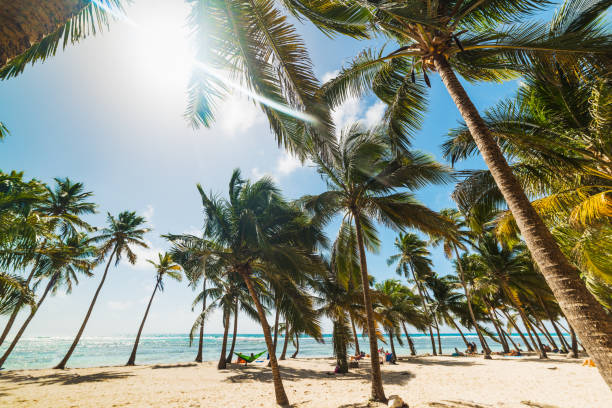 istock Several palm trees in Bois Jolan beach in Guadeloupe 1149031561
