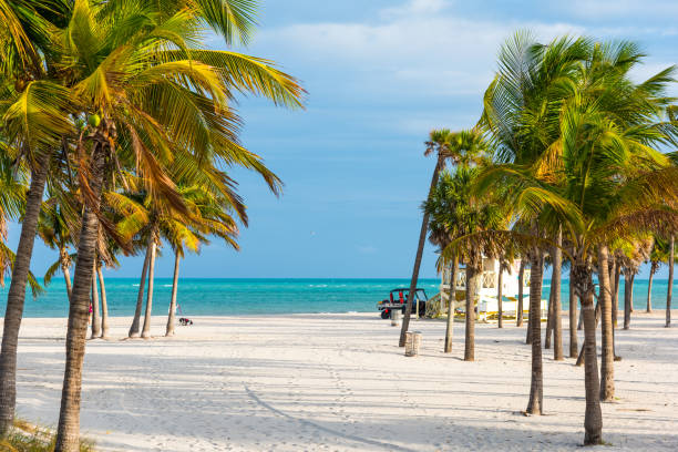 istock Palm trees and white sand in Key Biscayne 1149032868