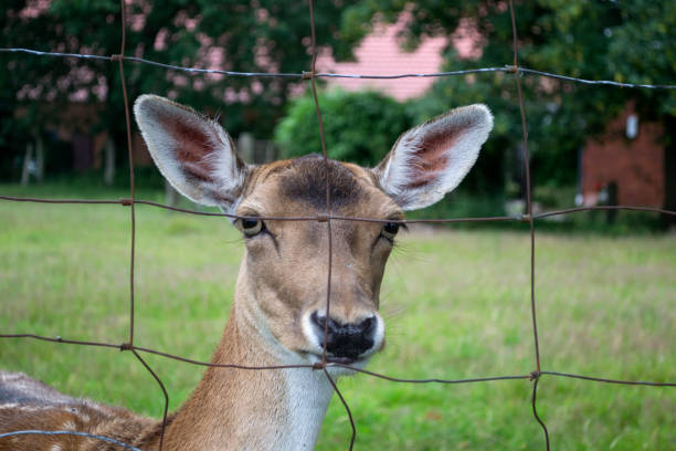 A young deer behind bars. Close up.