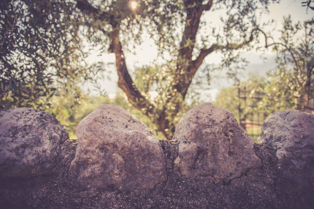 Stony wall in foreground, olive trees and evening sun in the blurry background