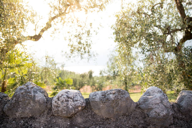 Stony wall in foreground, olive trees and evening sun in the blurry background