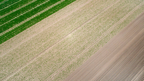istock Abstract agricultural fields, vegetable plantation - aerial view 1149038301