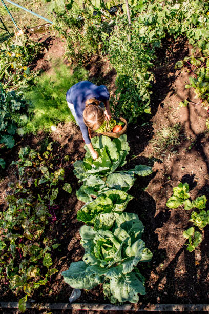 istock Mature Woman Harvesting Homegrown Cabbage 1149038920