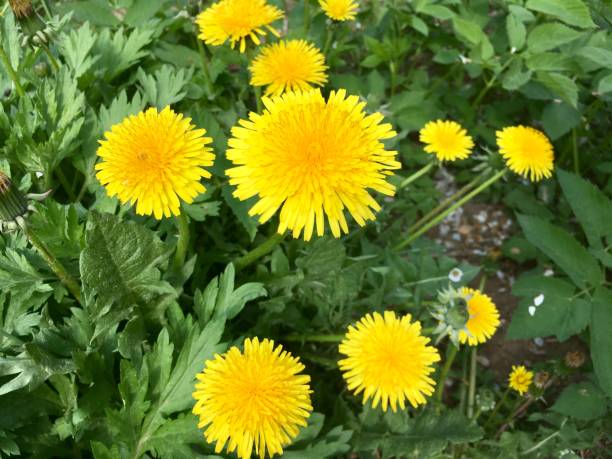 istock Yellow dandelion flowers 1149038946