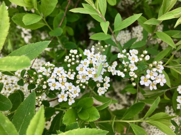 istock Bush with little white flowers 1149039537