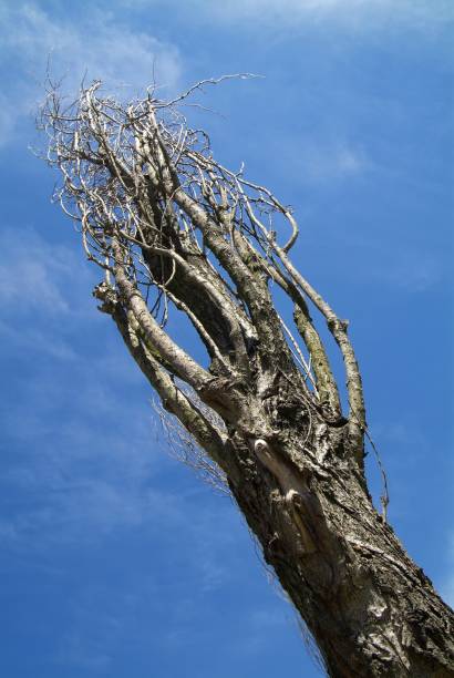 istock Naked branches of a tree against blue sky close up 1149039631