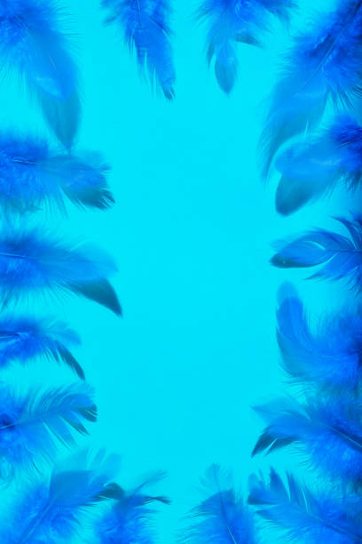 istock Bright blue feathers on a light blue background. view from above. 1149039685