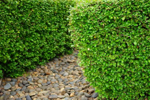 Front or Back Yard, stone, Springtime, Agricultural Field, green