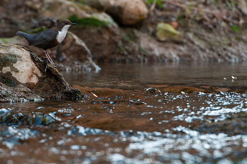 Dipper - Cinclus cinclus single bird on rock in the river - in their habitat