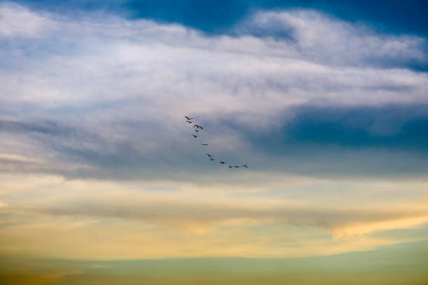 istock birds flying to home on colorful sky soft cloud 1149040667