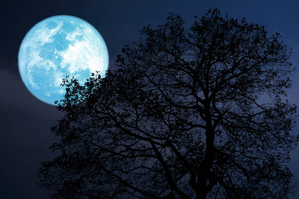 istock buck moon on night sky back over silhouette dark forest 1149042031