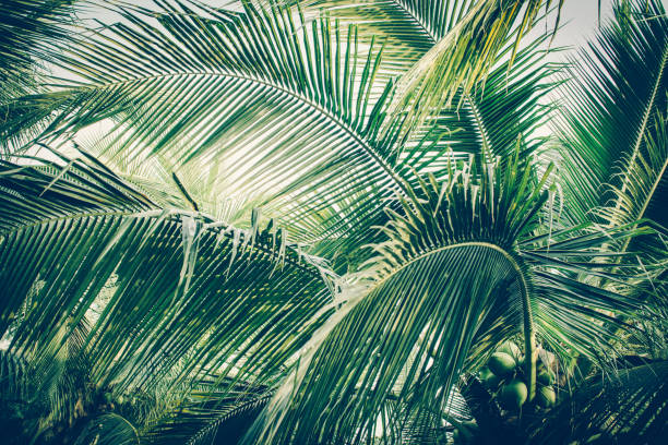 istock Coconut palm tree foliage under sky. Vintage background. Retro toned poster. 1149042037