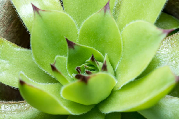 Close Up Common Houseleek,  Sempervivum Tectorum