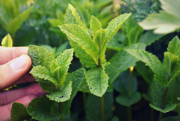 istock Picking fresh mint in the garden 1149042270