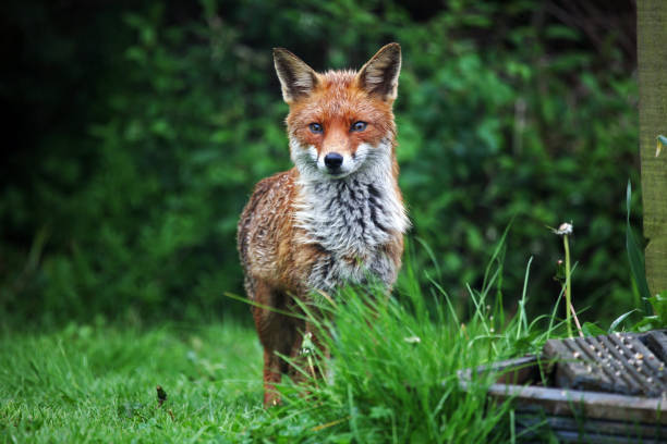 una volpe rossa femmina (vulpes vulpes) in un umido giardino britannico, regno unito - animal mammal outdoors red fox foto e immagini stock