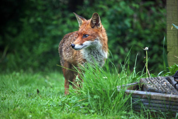 istock A female red fox (Vulpes vulpes) in a wet British garden, UK 1149043083