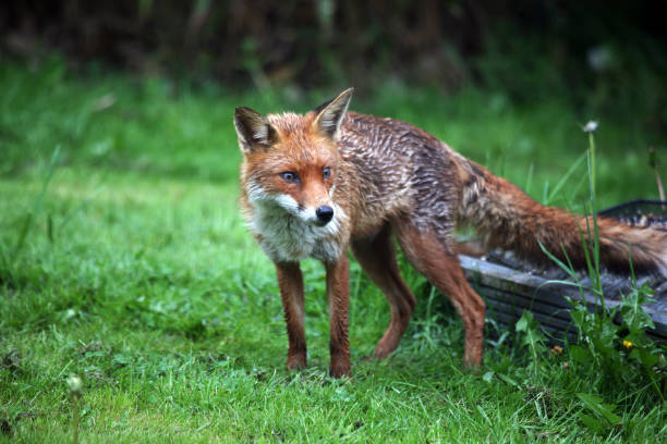 istock A female red fox (Vulpes vulpes) in a wet British garden, UK 1149043085