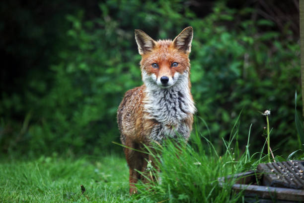 istock A female red fox (Vulpes vulpes) in a wet British garden, UK 1149043086