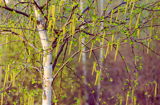 Branches of a blooming birch tree with fresh new leaves in the spring. Spring concept.
