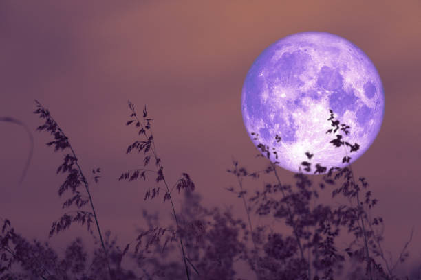 istock rose moon on night sky back over silhouette grass 1149044409