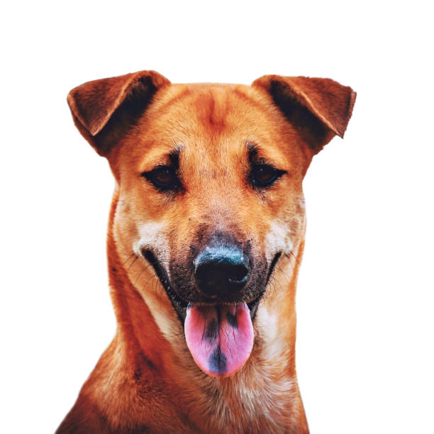 istock Thai brown dog looking at the camera 1149044529