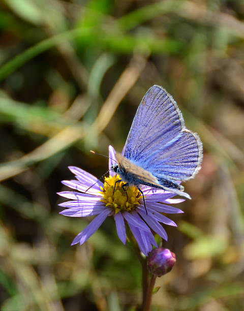 istock Blue butterfly on top of flower 1149044541