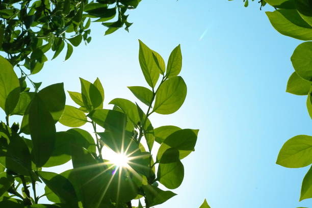 istock Fresh leaves, persimmon, chestnut, sunny, blue sky 1149045897