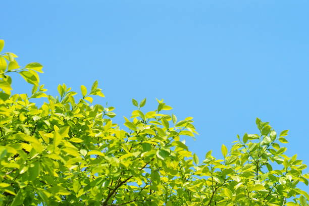 istock Fresh leaves, persimmon, chestnut, sunny, blue sky 1149045912