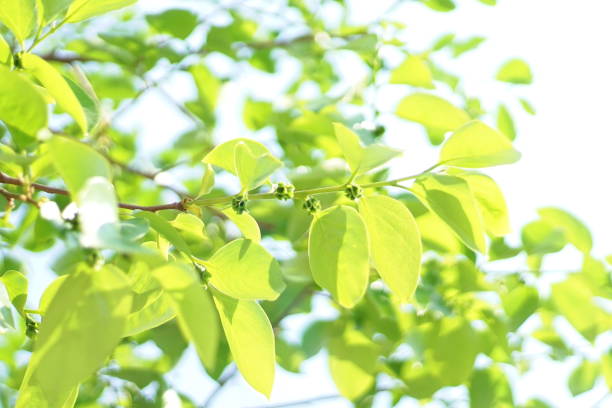 istock Fresh leaves, persimmon, chestnut, sunny, blue sky 1149045914