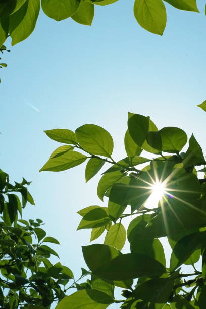 istock Fresh leaves, persimmon, chestnut, sunny, blue sky 1149045926