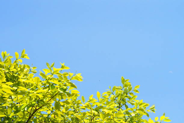 istock Fresh leaves, persimmon, chestnut, sunny, blue sky 1149045930
