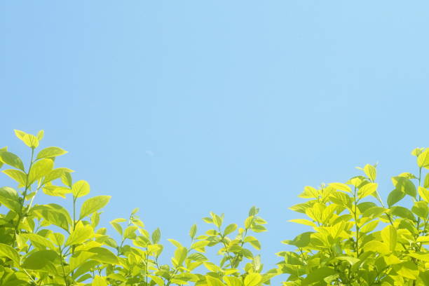 istock Fresh leaves, persimmon, chestnut, sunny, blue sky 1149045939