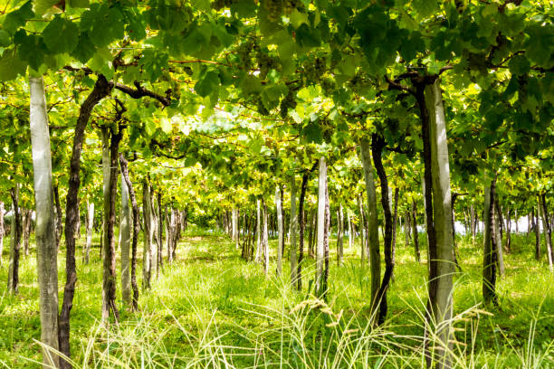 Spanish field Vineyards in the Basque country on a sunny day autumn field tree mountain stock pictures, royalty-free photos & images