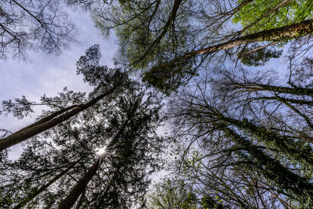 istock The sun is shining through the trees on  a spring day 1149046417