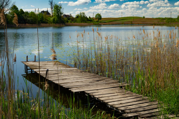 Old rustic wooden jetty on a tranquil lake with reeds and wild grasses on the bank and reflections on the water