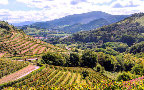 Spanish agriculture Vineyards in the Basque country on a sunny day rioja photos stock pictures, royalty-free photos & images