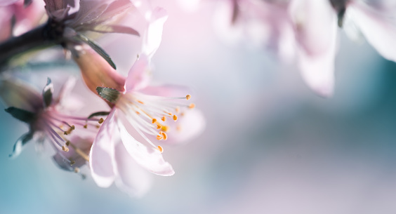 Blossoming pink almond on the branches. Spring abstract background of flowering almond tree close-up, copy space