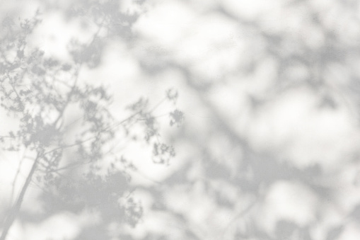 árboles rama y hoja con sombra sobre una pared de hormigón blanco. Patrón de hoja. Fondo borroso. photo