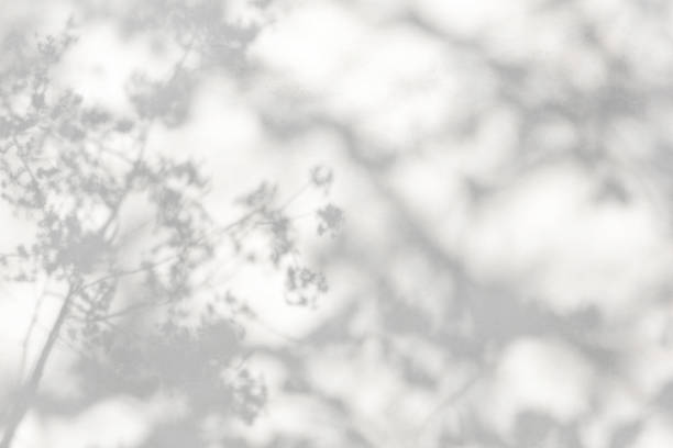 árboles rama y hoja con sombra sobre una pared de hormigón blanco. patrón de hoja. fondo borroso. - sombra fotografías e imágenes de stock