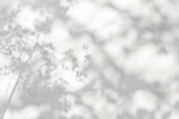 branche d’arbres et feuille avec l’ombre sur un mur de béton blanc. motif de feuille. fond flou. - shade photos et images de collection