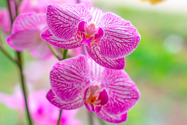 Beautiful tropical exotic branch with pink and magenta Moth Phalaenopsis Orchid flowers in spring in the forest on light green background Beautiful tropical exotic branch with pink and magenta Moth Phalaenopsis Orchid flowers in spring in the forest on light green background. cattleya magenta orchid tropical climate stock pictures, royalty-free photos & images