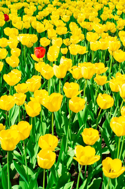 istock Yellow tulips close up background 1149048698