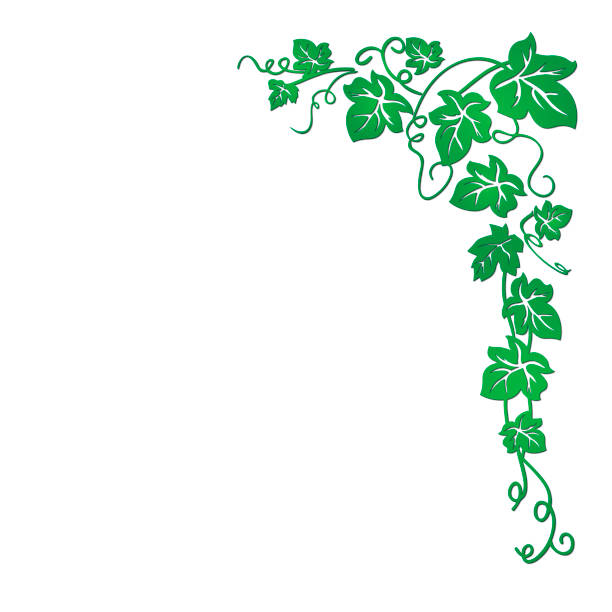 ilustraciones, imágenes clip art, dibujos animados e iconos de stock de imagen vectorial de una vid con hojas que son muy adecuadas para presentaciones, fondos, ilustraciones. - ivy vine leaf frame